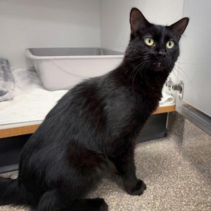 Enlarge Silky (Bashful Buddy), a Adoptable mixed breed in Wheaton, IL image 2/3