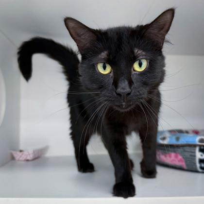 Enlarge Silky (Bashful Buddy), a Adoptable mixed breed in Wheaton, IL image 3/3