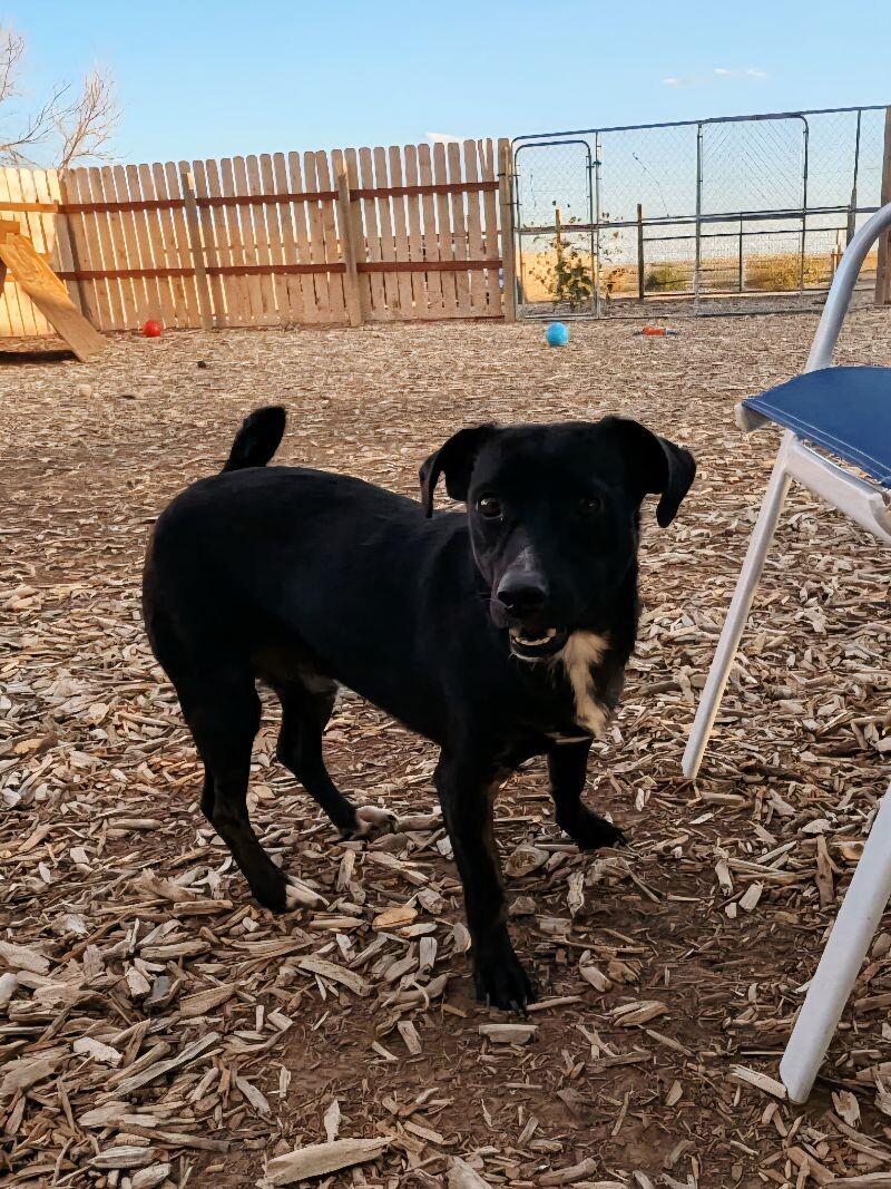 Pepper, Adoptable, Adult Male Dachshund & Mixed Breed.