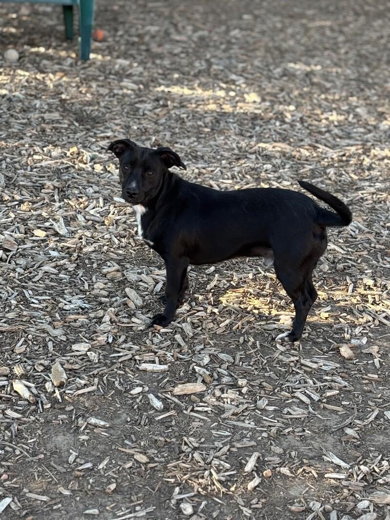 Pepper, a Adoptable mixed breed in Windsor, CO image 2/6