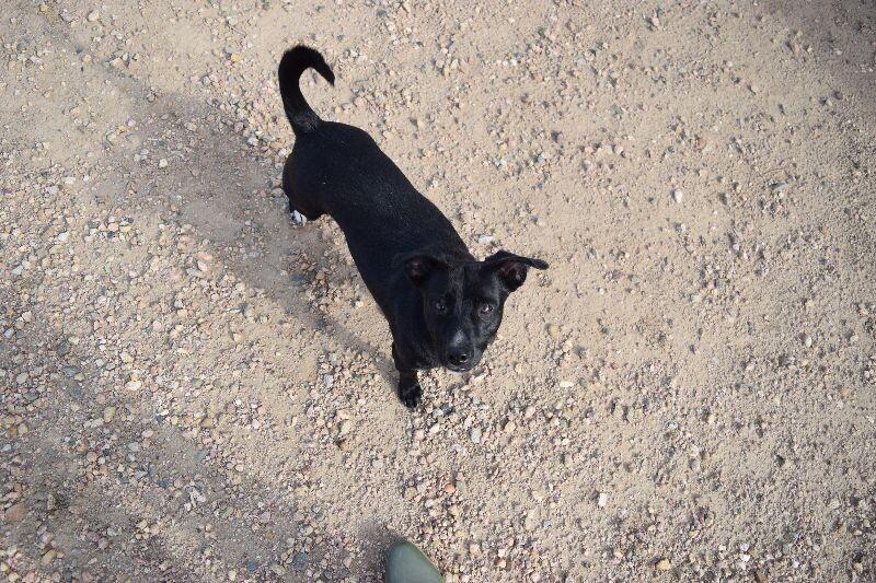 Pepper, a Adoptable mixed breed in Windsor, CO image 3/6