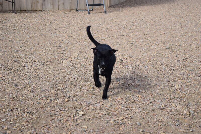 Pepper, a Adoptable mixed breed in Windsor, CO image 4/6