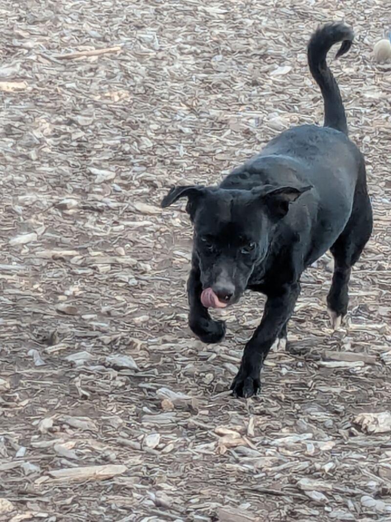 Pepper, a Adoptable mixed breed in Windsor, CO image 5/6