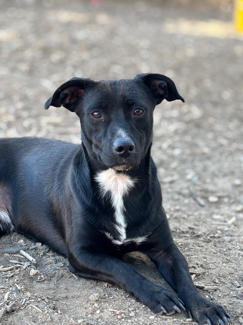 Pepper, a Adoptable mixed breed in Windsor, CO image 6/6