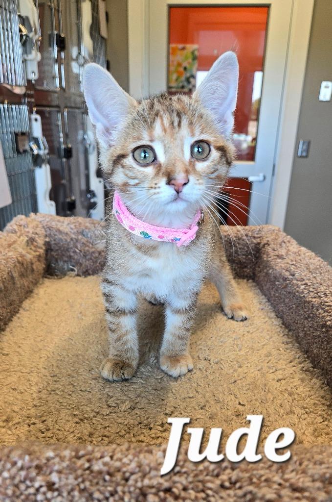 Jude, Adopted, Kitten Female Domestic Short Hair.