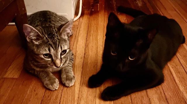 Enlarge Murray (M) and Brady (F) (Bonded Pair) COURTESY LISTING, an adopted mixed breed in Fresh Meadows, NY image 2/6