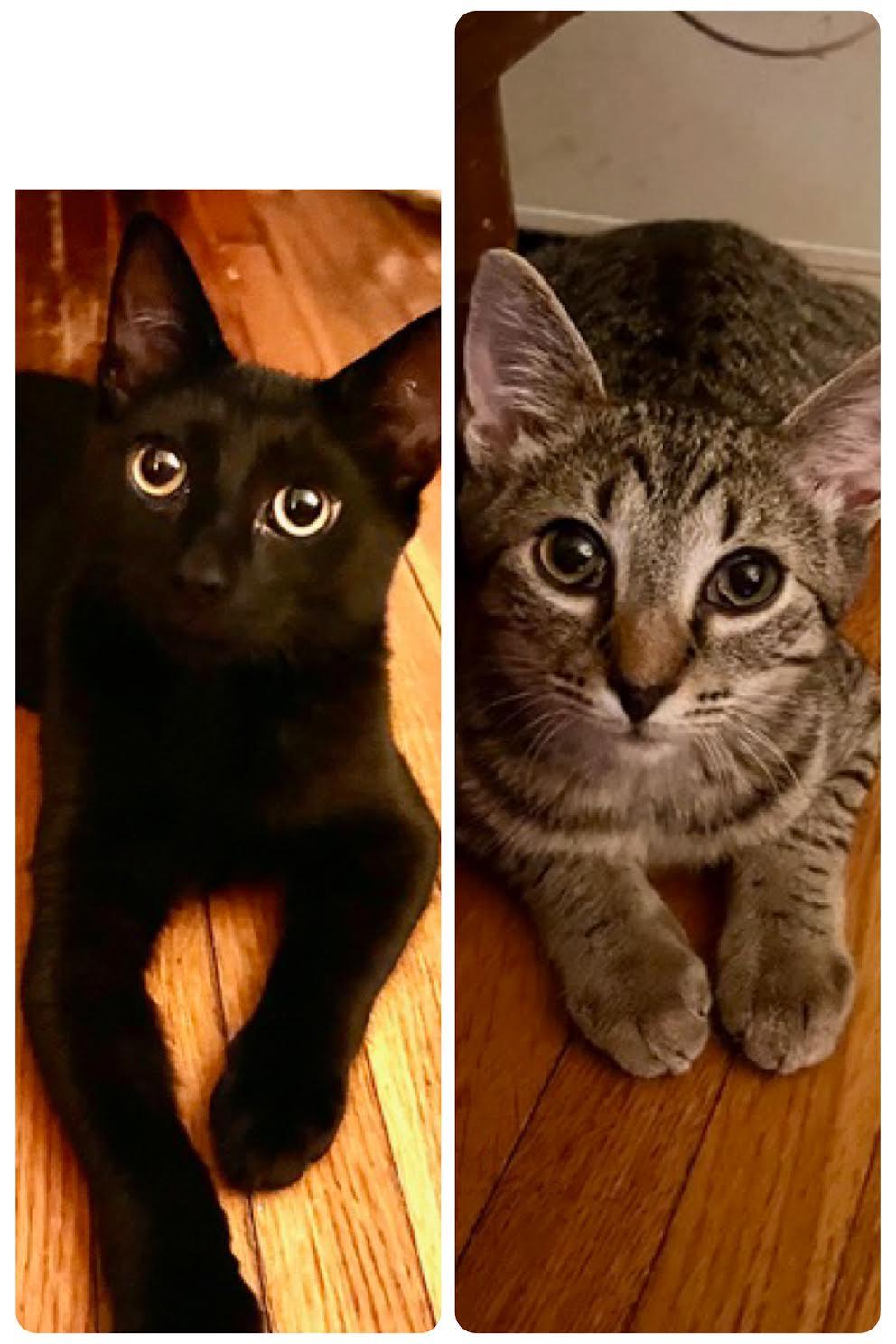 Enlarge Murray (M) and Brady (F) (Bonded Pair) COURTESY LISTING, an adopted mixed breed in Fresh Meadows, NY image 1/6
