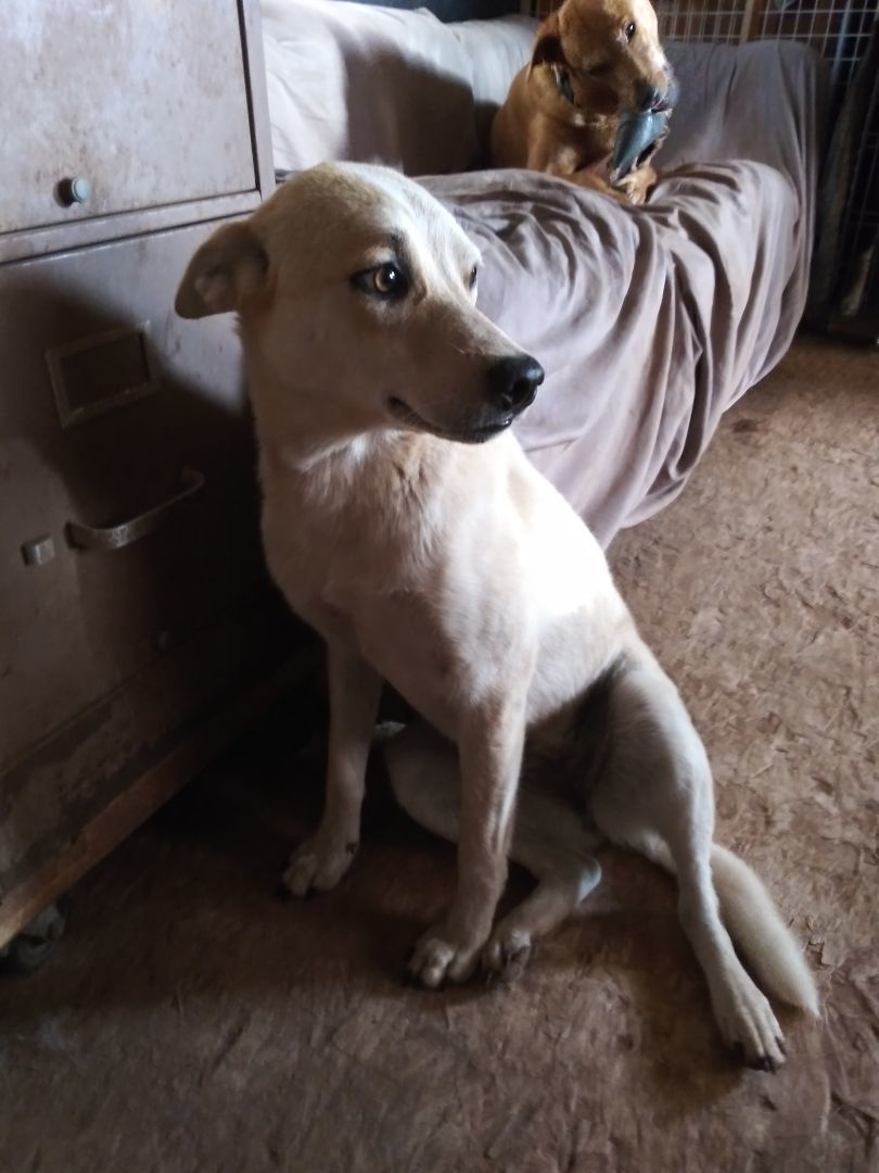 Enlarge Murrie, a Adoptable mixed breed in Anton, TX image 2/6