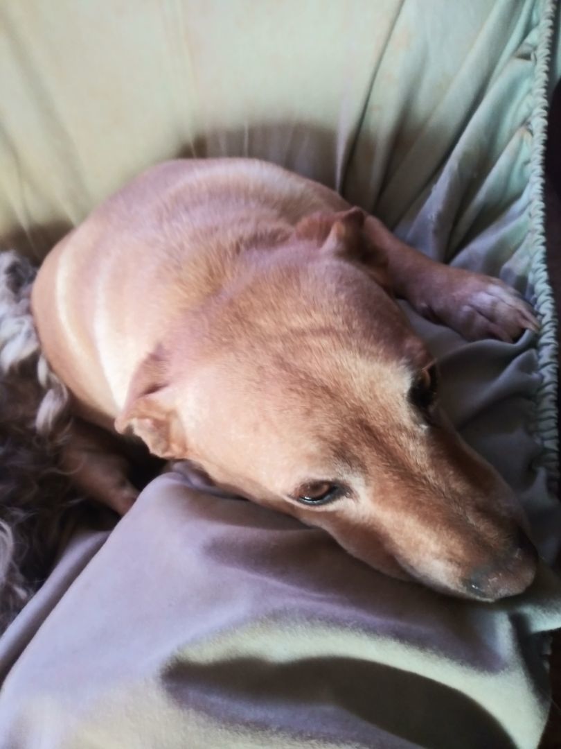 Enlarge Murrie, a Adoptable mixed breed in Anton, TX image 4/6