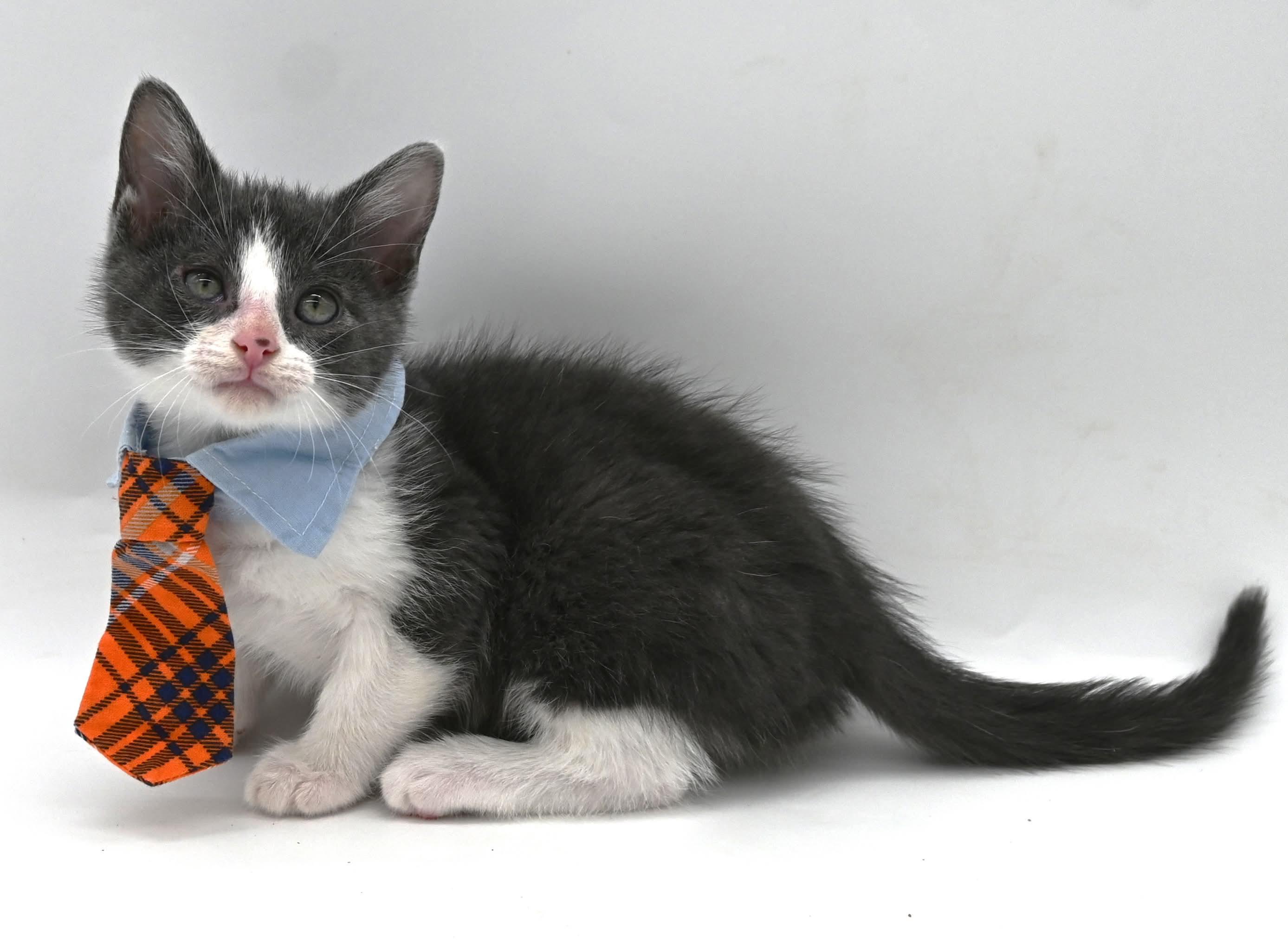 Arnold the Awesome, a Adoptable mixed breed in Farmington, CT image 2/5
