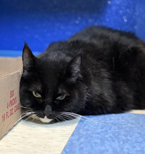 Enlarge Mia, a Adoptable mixed breed in Sioux City, IA image 1/1