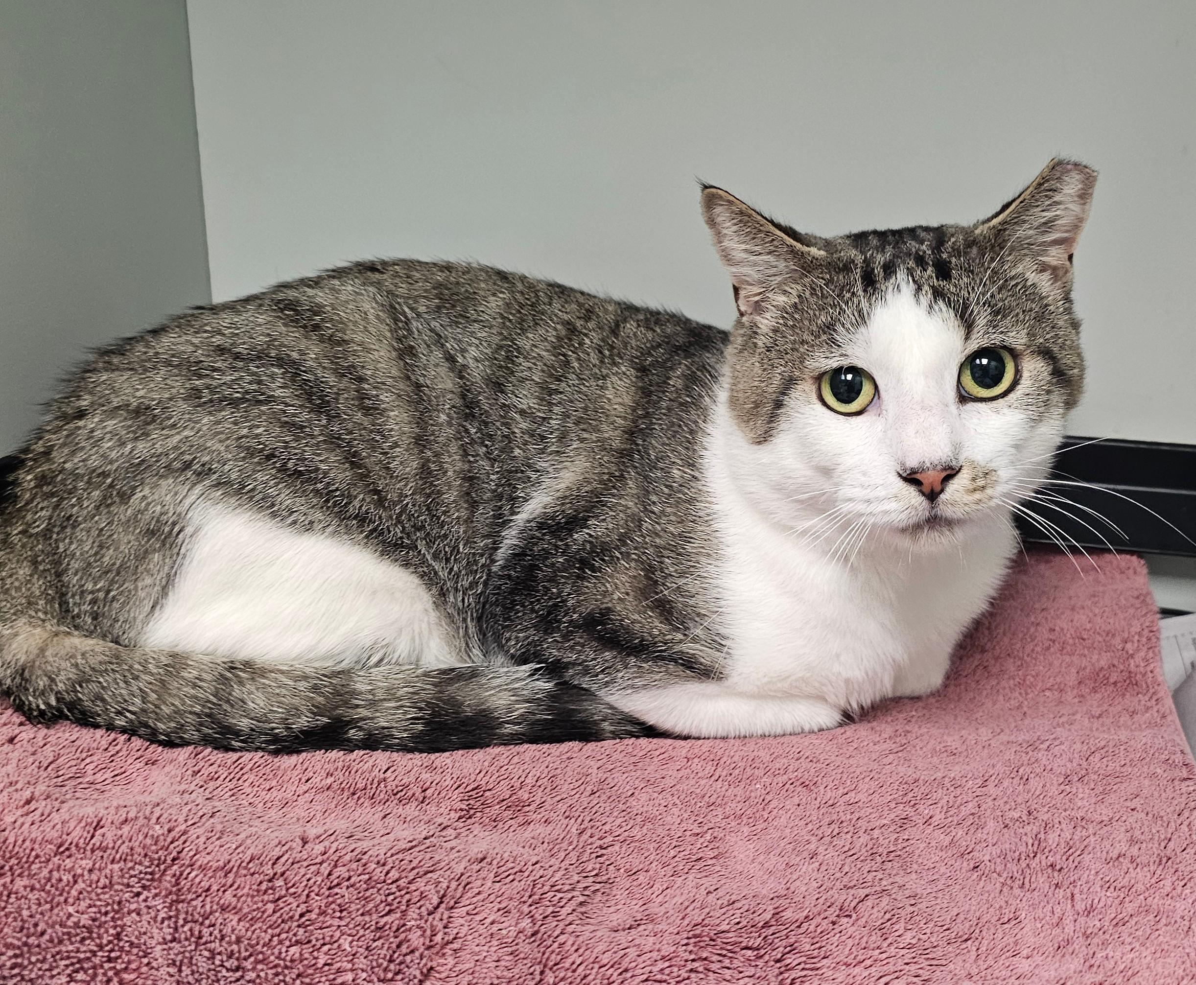Enlarge Chief, a Adoptable Domestic Short Hair in Norwalk, CT image 2/2