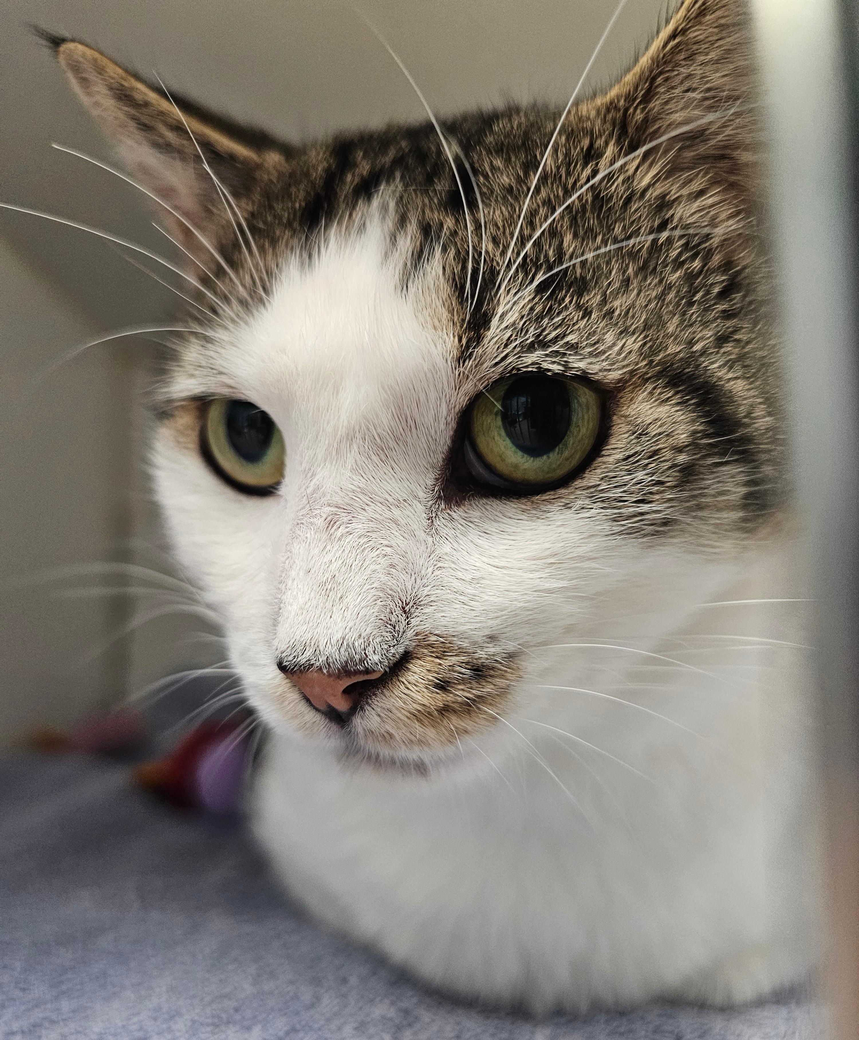 Chief, Adoptable, Young Male Domestic Short Hair.