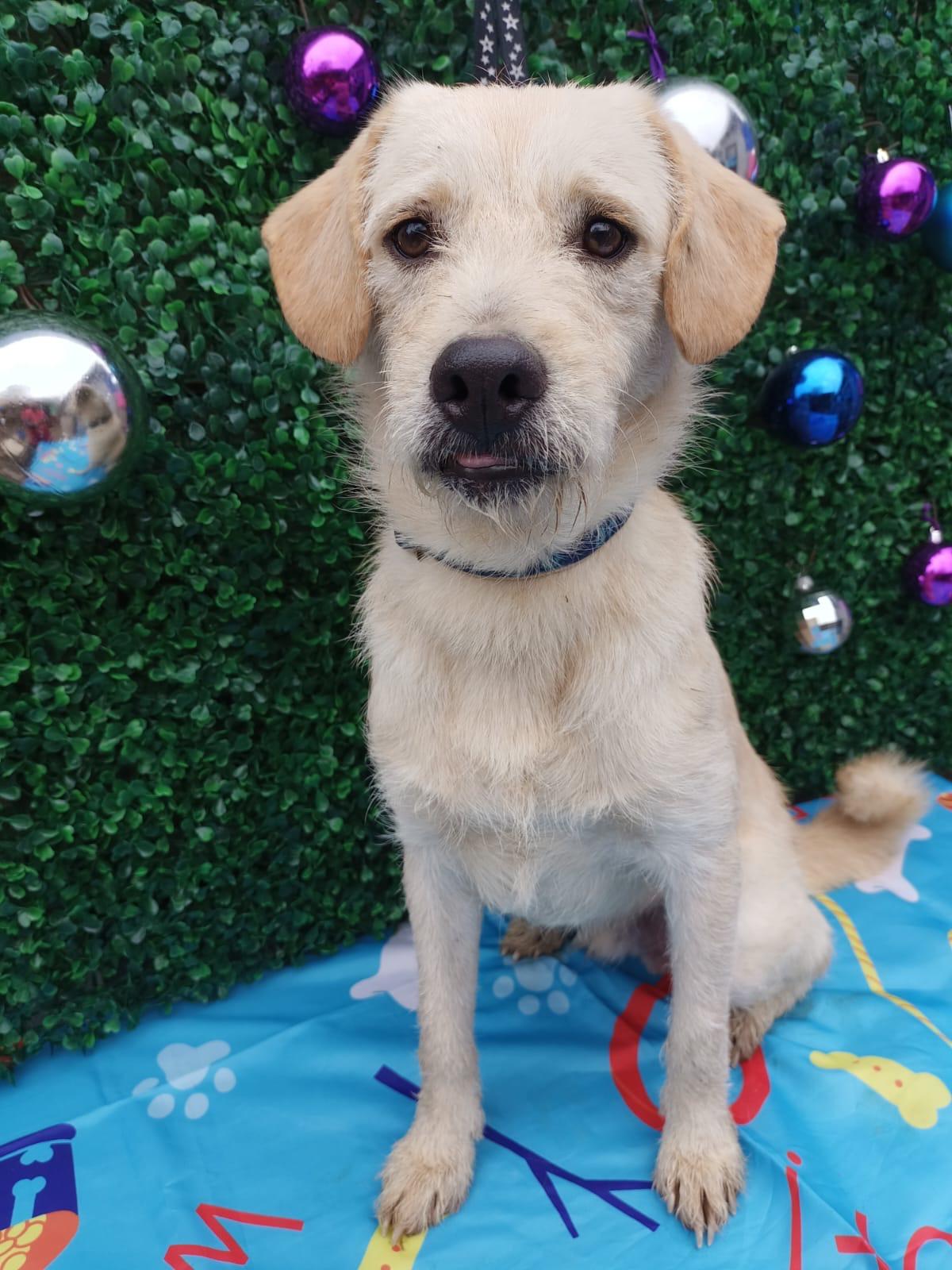 Enlarge Tommy, a Adoptable mixed breed in Bennington, VT image 1/6