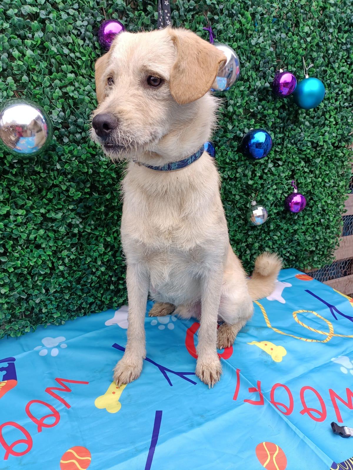 Enlarge Tommy, a Adoptable mixed breed in Bennington, VT image 2/6