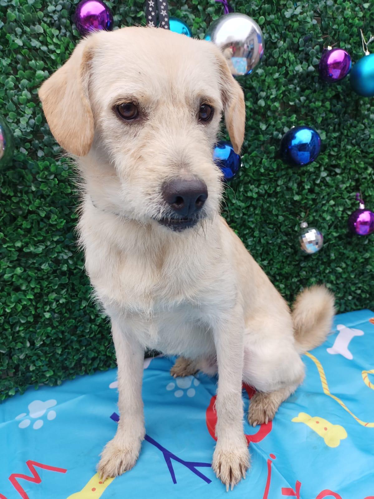 Enlarge Tommy, a Adoptable mixed breed in Bennington, VT image 3/6
