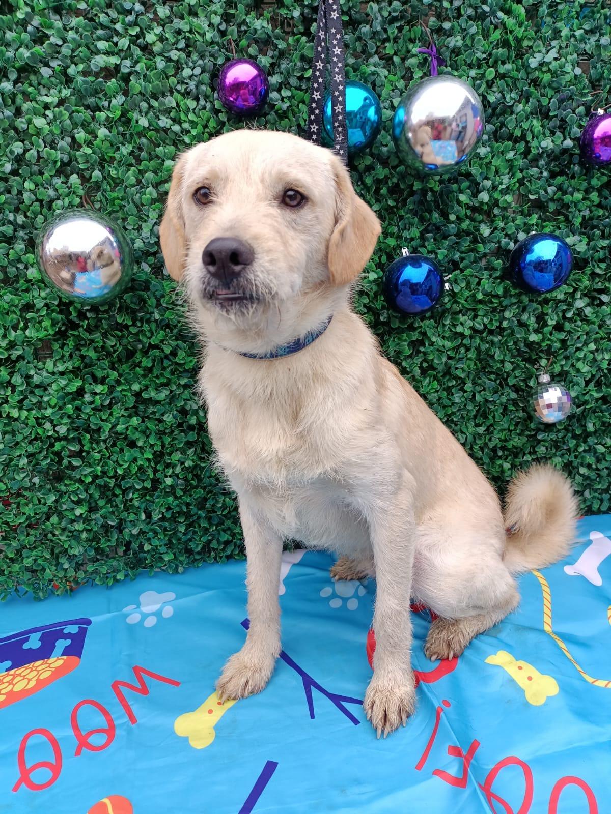 Enlarge Tommy, a Adoptable mixed breed in Bennington, VT image 4/6