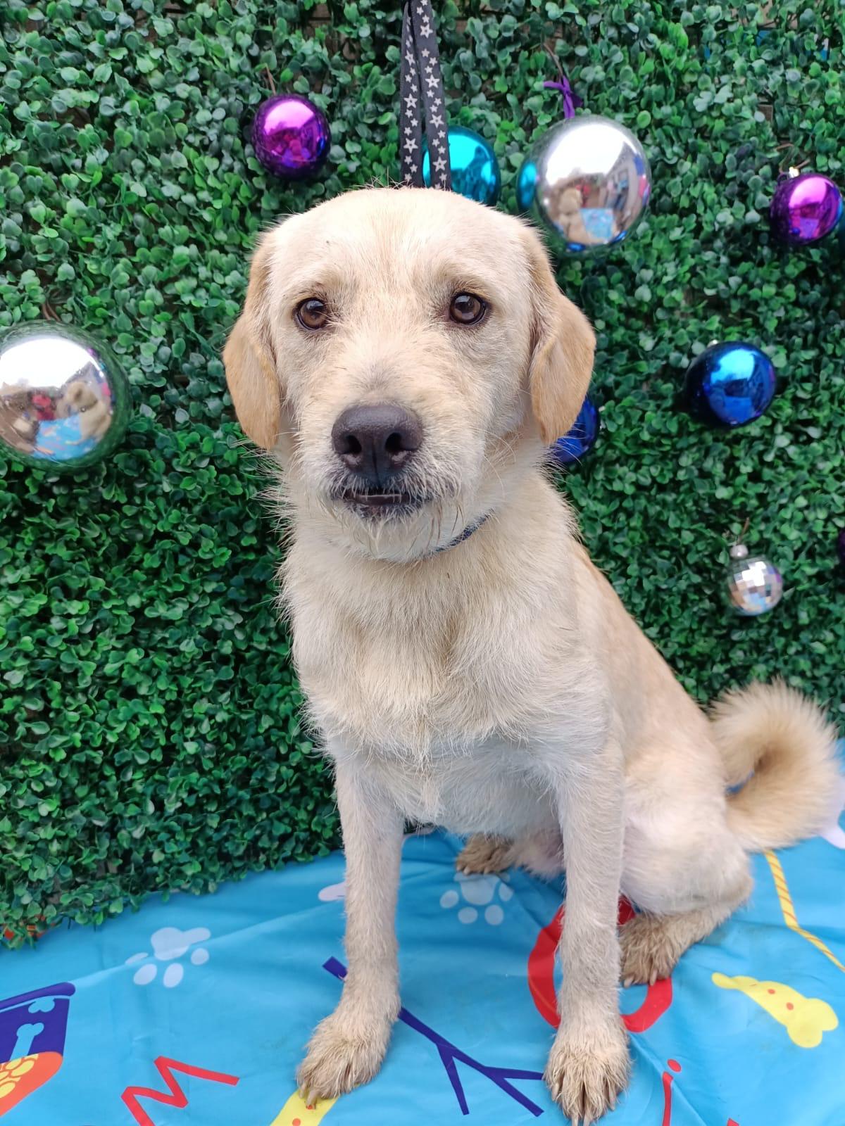 Enlarge Tommy, a Adoptable mixed breed in Bennington, VT image 5/6