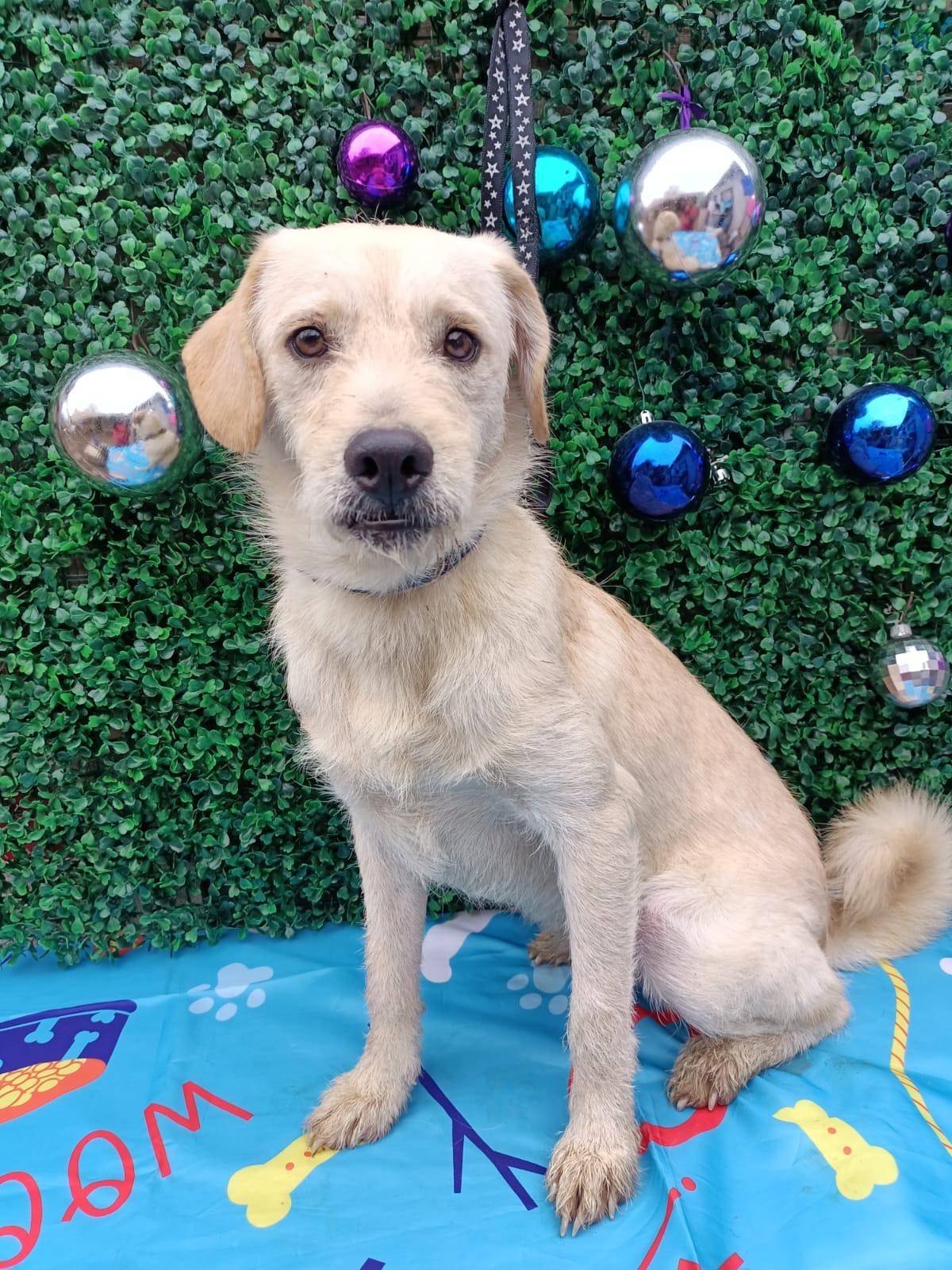 Enlarge Tommy, a Adoptable mixed breed in Bennington, VT image 6/6