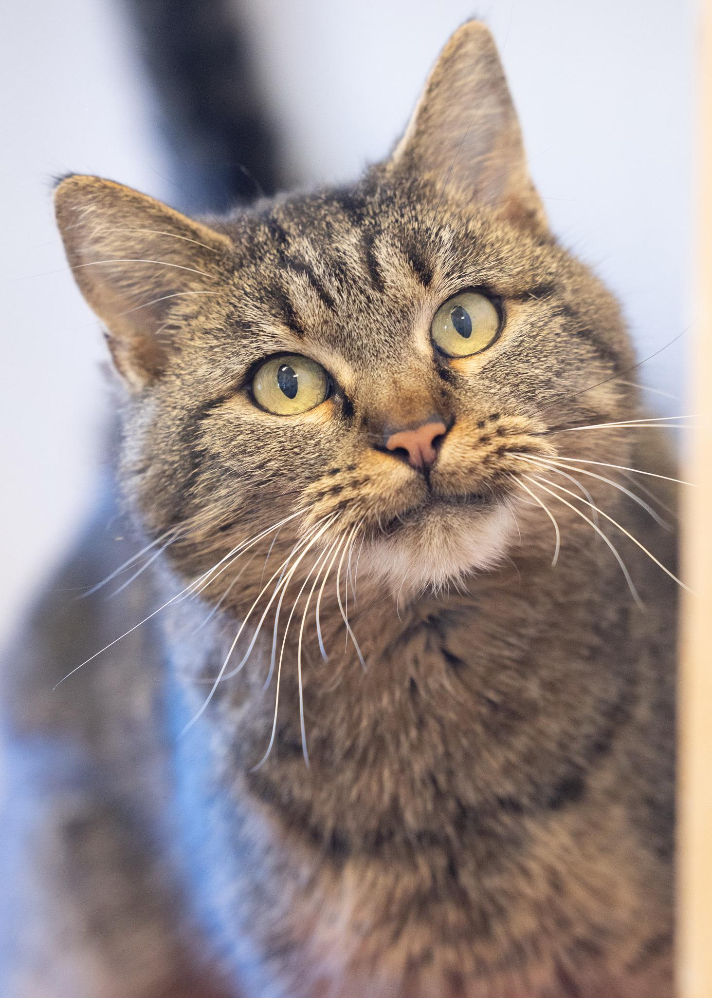 Enlarge CLEO, a ADOPTABLE Tabby in Moab, UT image 1/1