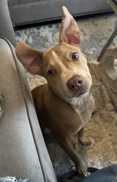 CHARLIE, Adoptable, Young Male Pit Bull Terrier & Mixed Breed.