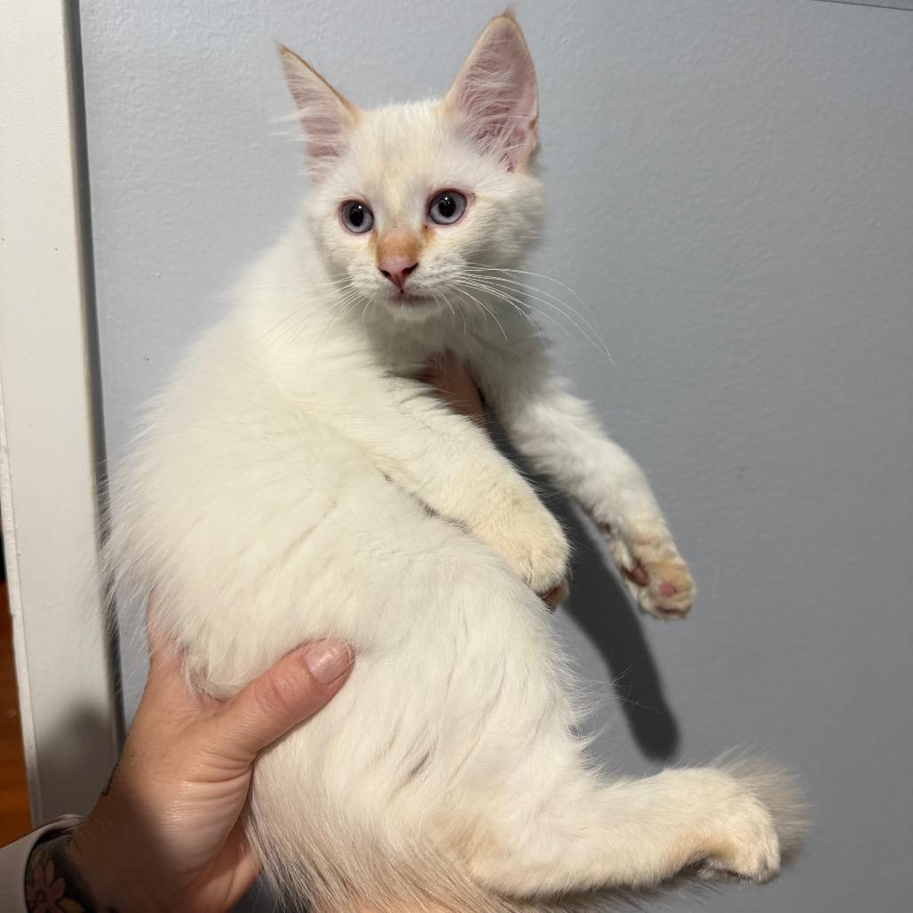 Enlarge Charlie, a Adoptable mixed breed in Simi Valley, CA image 1/1