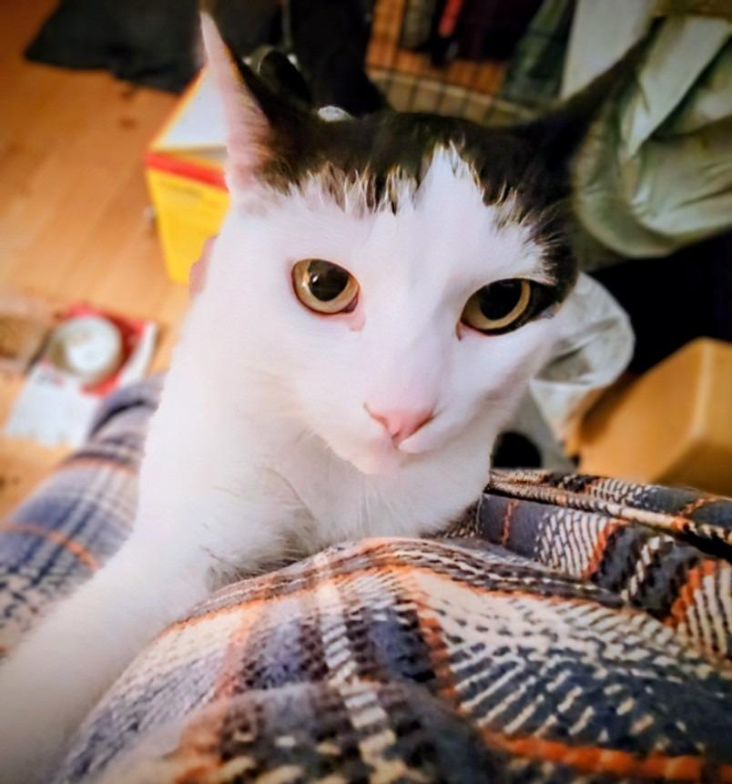 Ziggy 2, Adoptable, Young Male Domestic Short Hair.