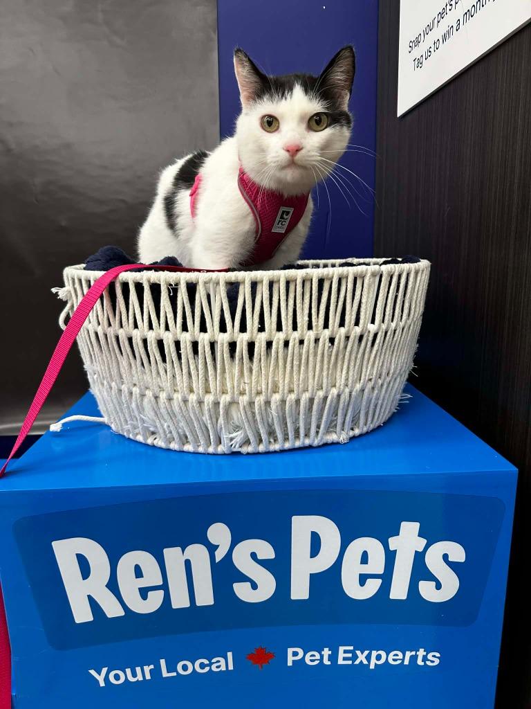 Enlarge Ziggy 2, a Adoptable Domestic Short Hair in Arthur, ON image 4/6