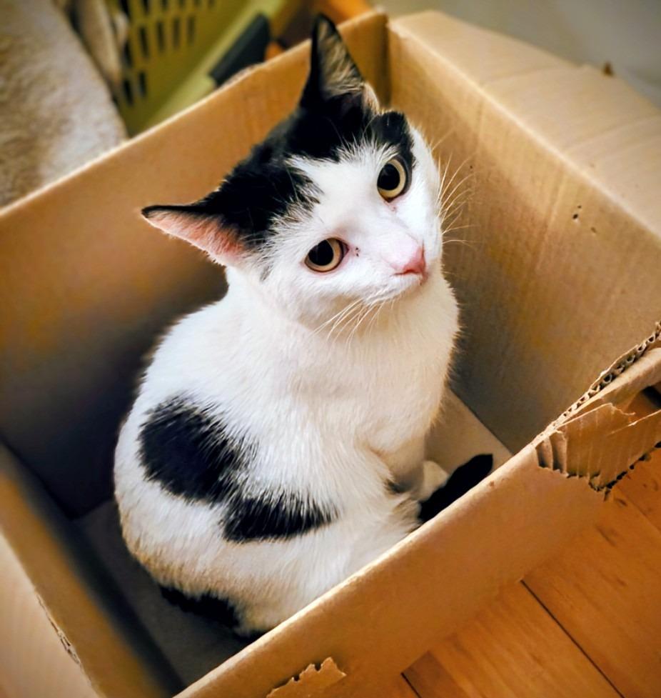 Enlarge Ziggy 2, a Adoptable Domestic Short Hair in Arthur, ON image 5/6