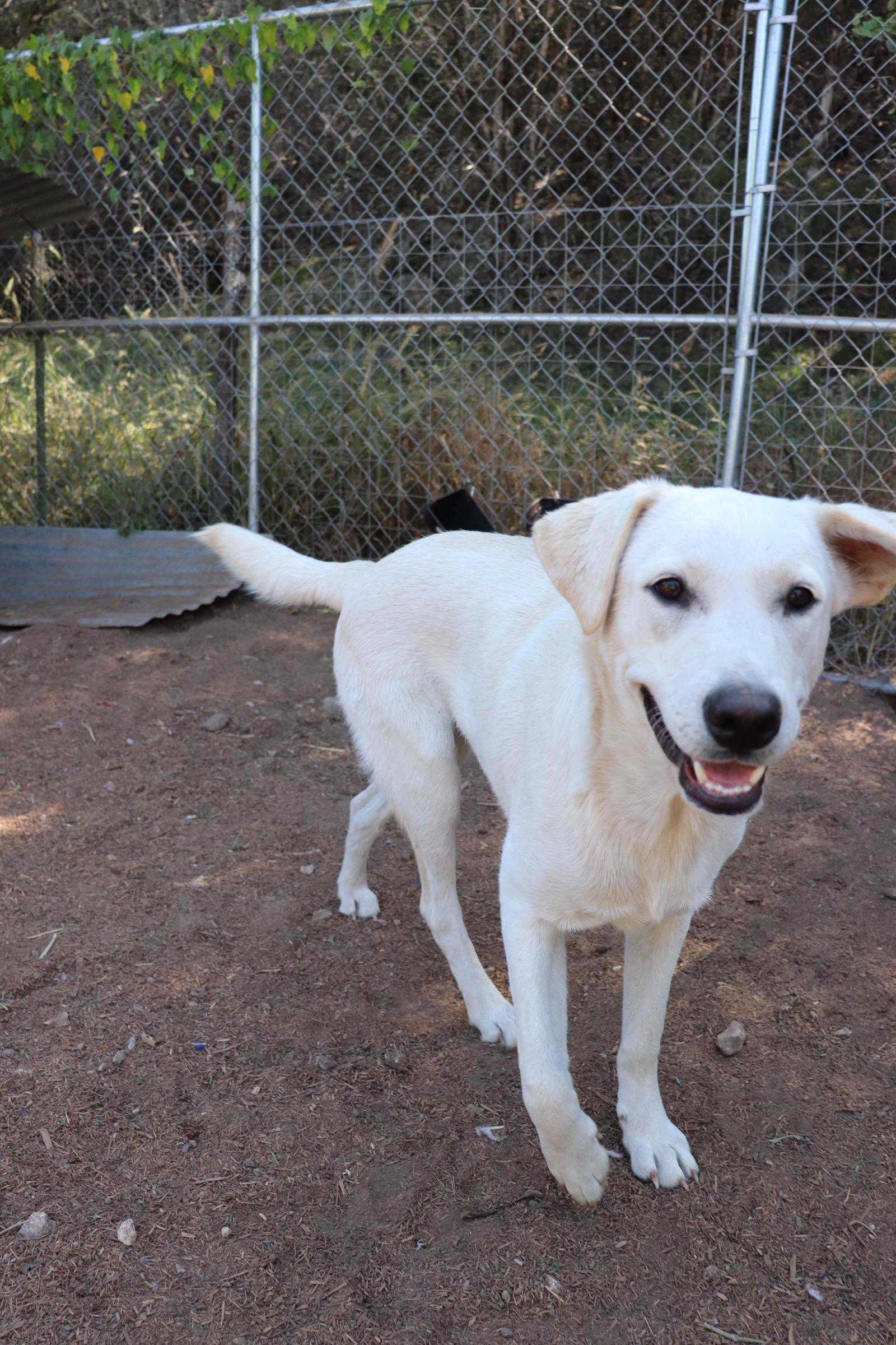 Enlarge Prancer, an adopted mixed breed in Leakey, TX image 1/6