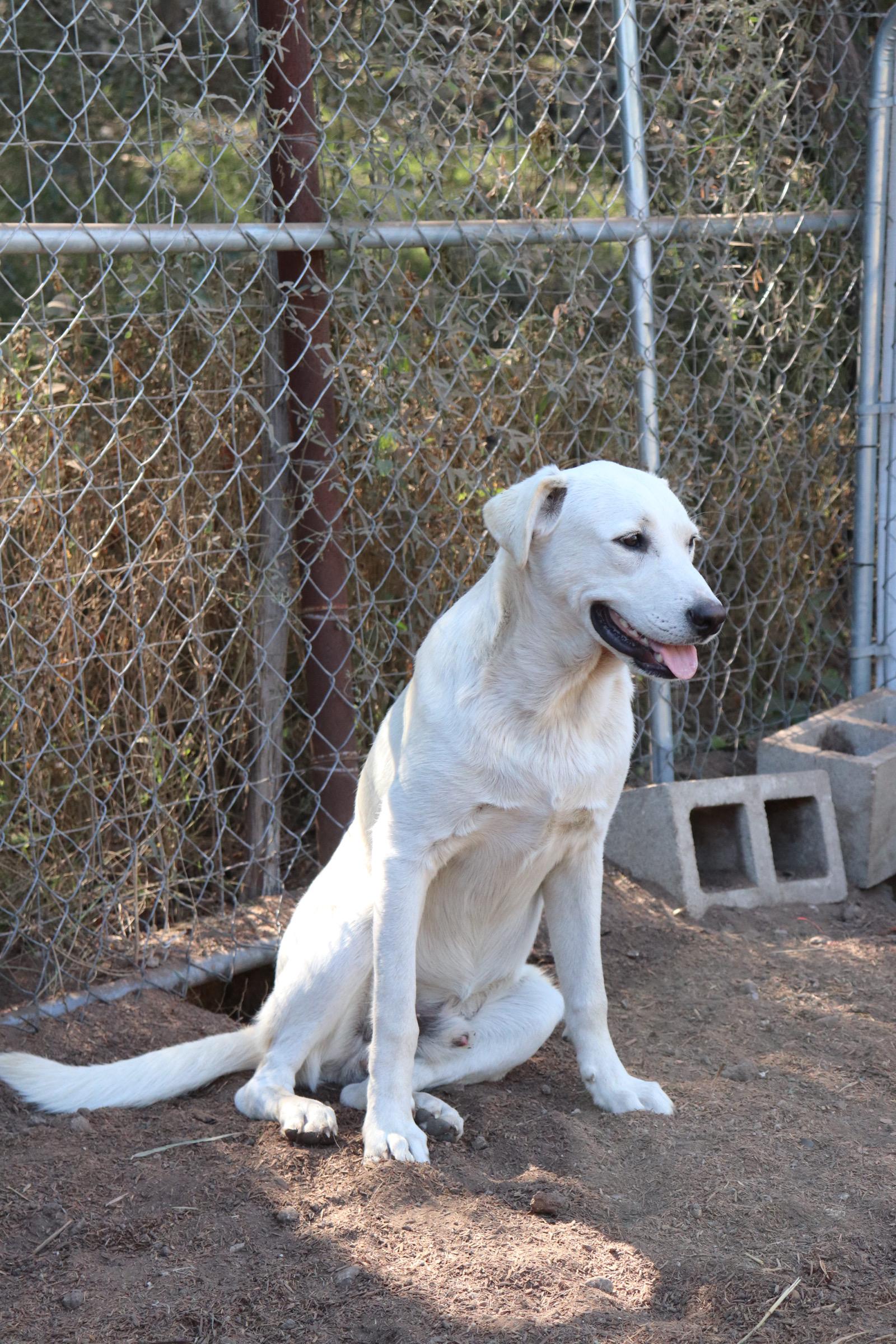 Enlarge Prancer, an adopted mixed breed in Leakey, TX image 2/6