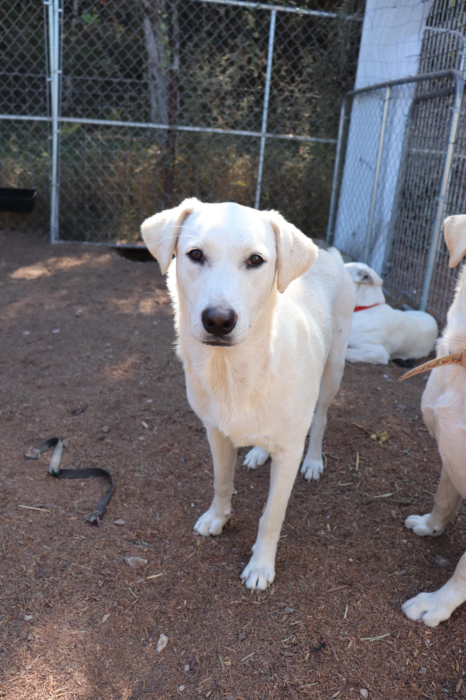 Enlarge Prancer, an adopted mixed breed in Leakey, TX image 3/6
