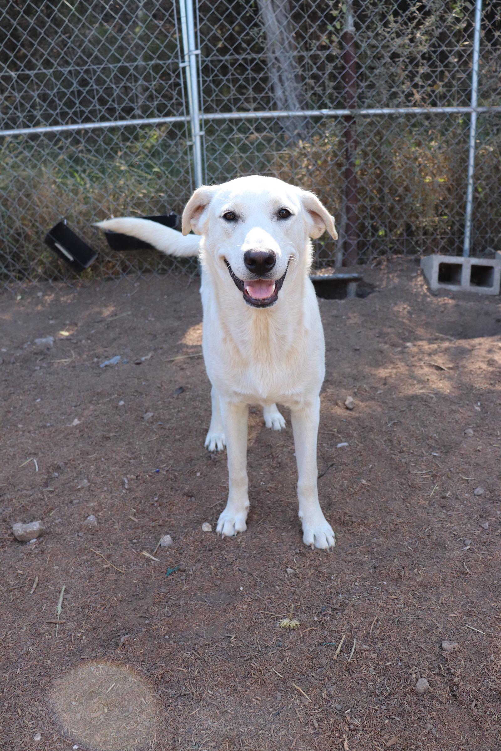 Enlarge Prancer, an adopted mixed breed in Leakey, TX image 4/6
