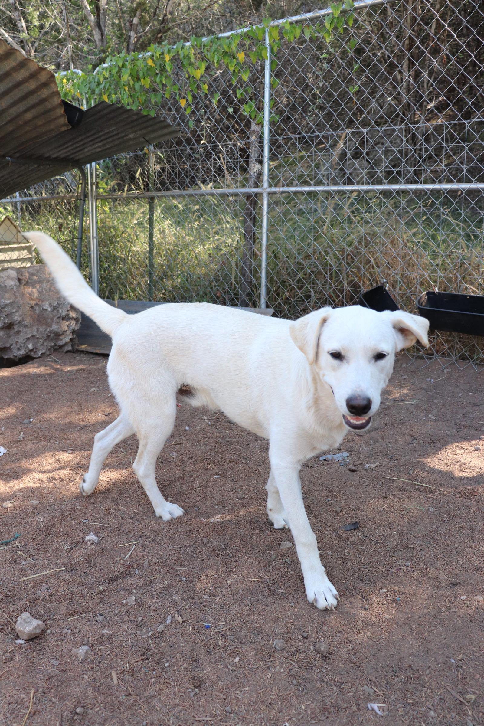 Enlarge Prancer, an adopted mixed breed in Leakey, TX image 5/6