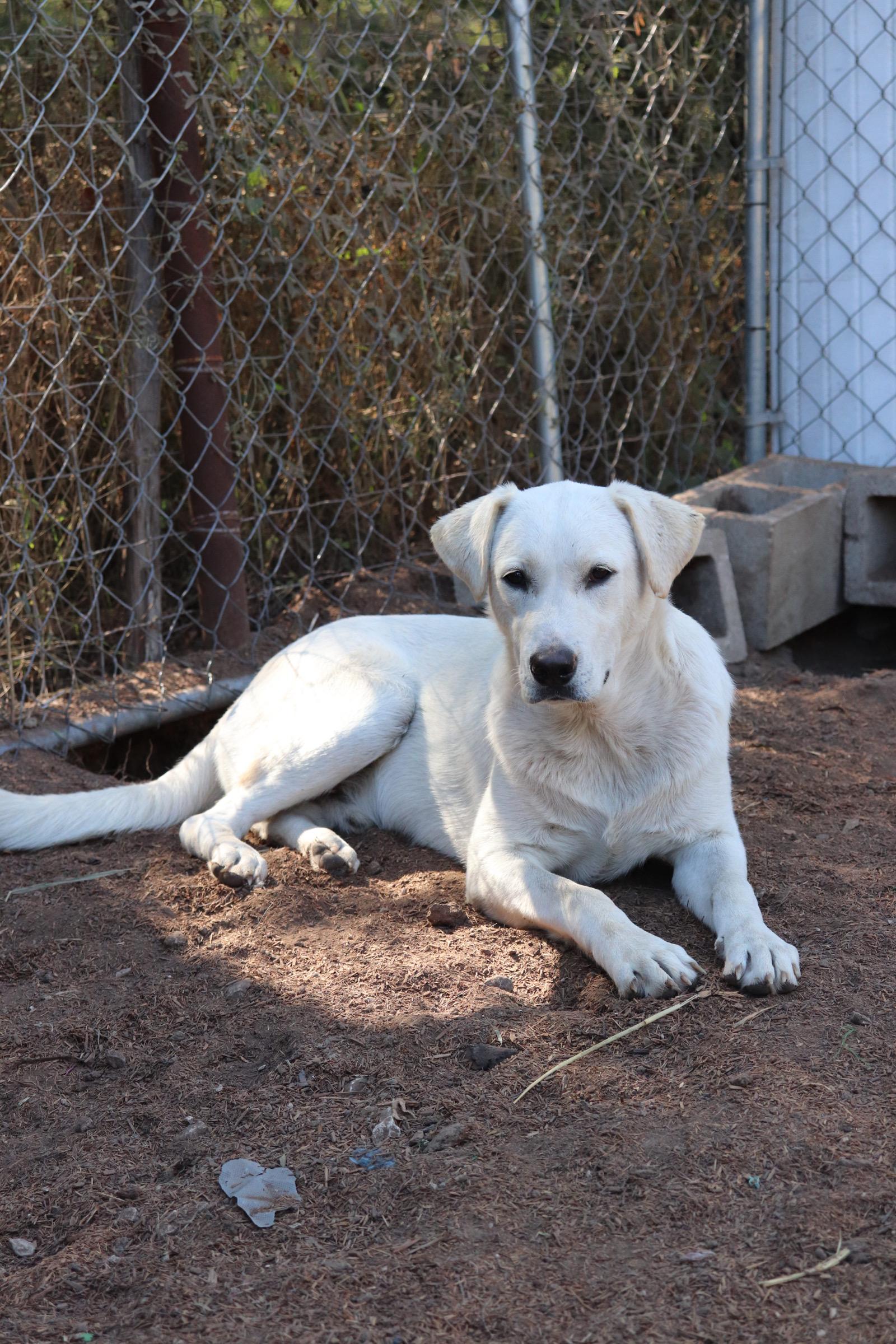 Enlarge Prancer, an adopted mixed breed in Leakey, TX image 6/6