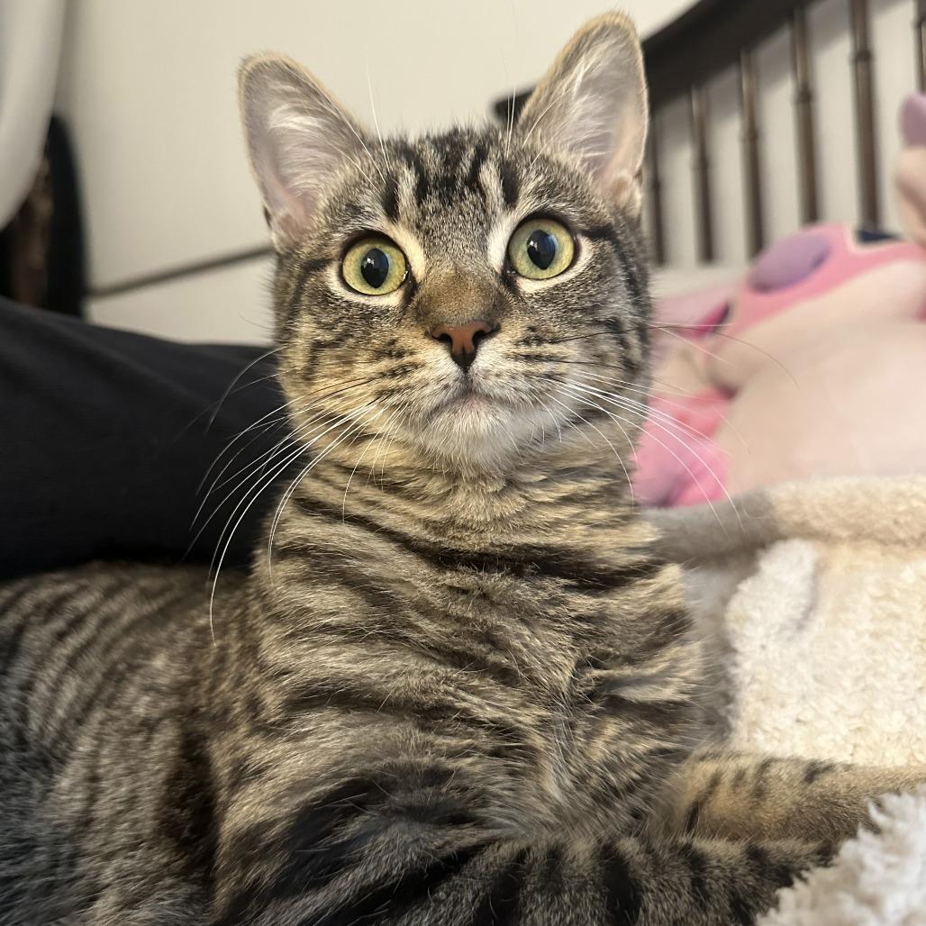 Enlarge Pop, a Adoptable Domestic Short Hair in Los Angeles, CA image 1/6