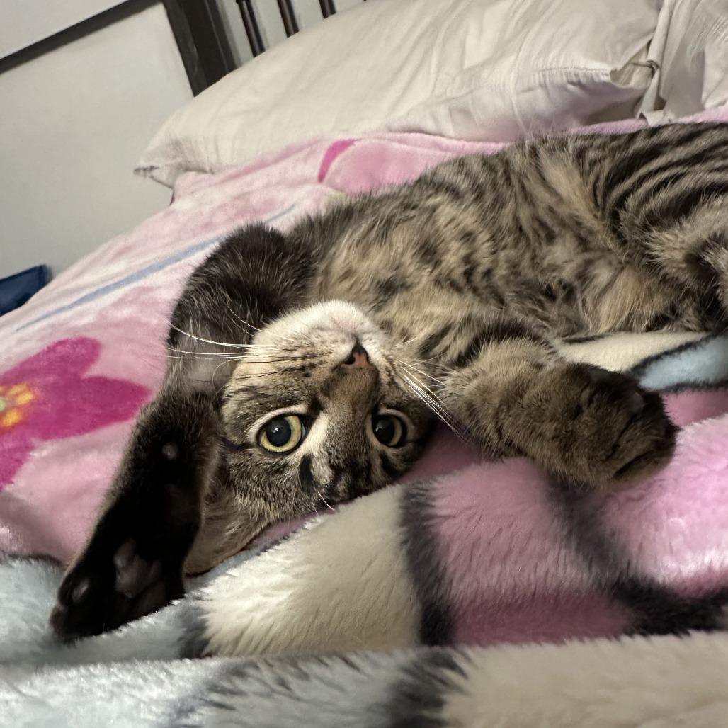 Enlarge Pop, a Adoptable Domestic Short Hair in Los Angeles, CA image 2/6