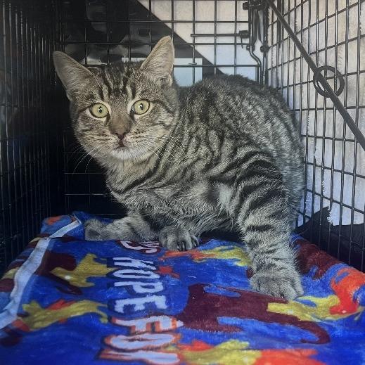 Enlarge Pop, a Adoptable Domestic Short Hair in Los Angeles, CA image 3/6