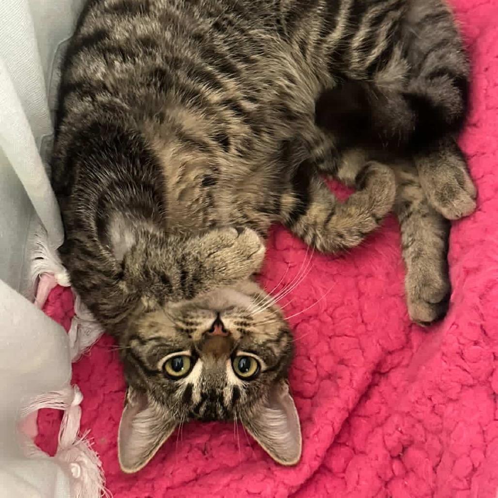 Enlarge Pop, a Adoptable Domestic Short Hair in Los Angeles, CA image 4/6