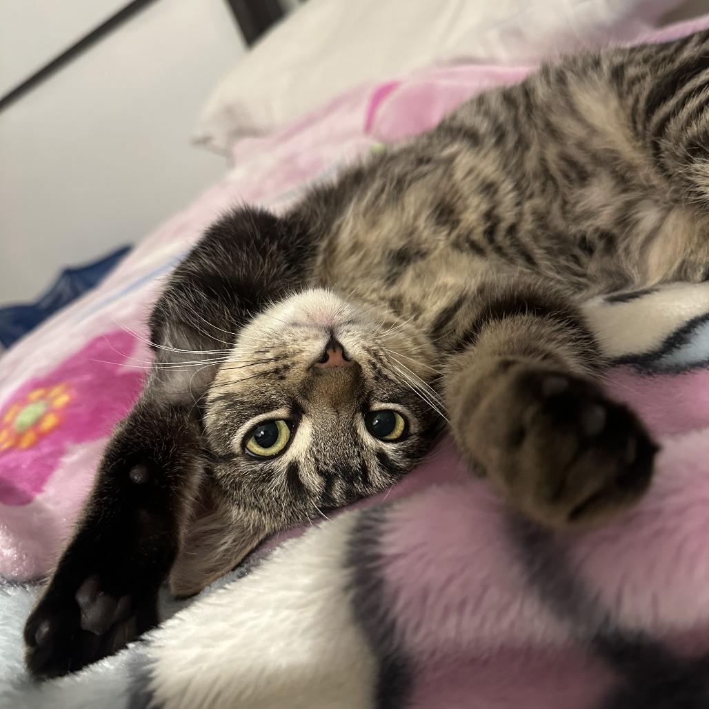 Enlarge Pop, a Adoptable Domestic Short Hair in Los Angeles, CA image 6/6