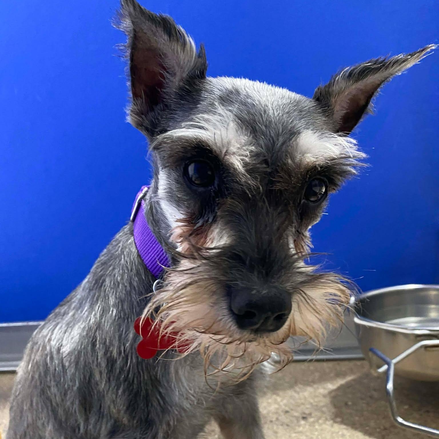 Estelle, ADOPTABLE, Adult Female Miniature Schnauzer.