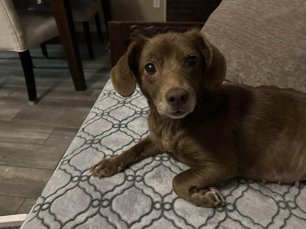 Hazel, Adoptable, Senior Female Dachshund.