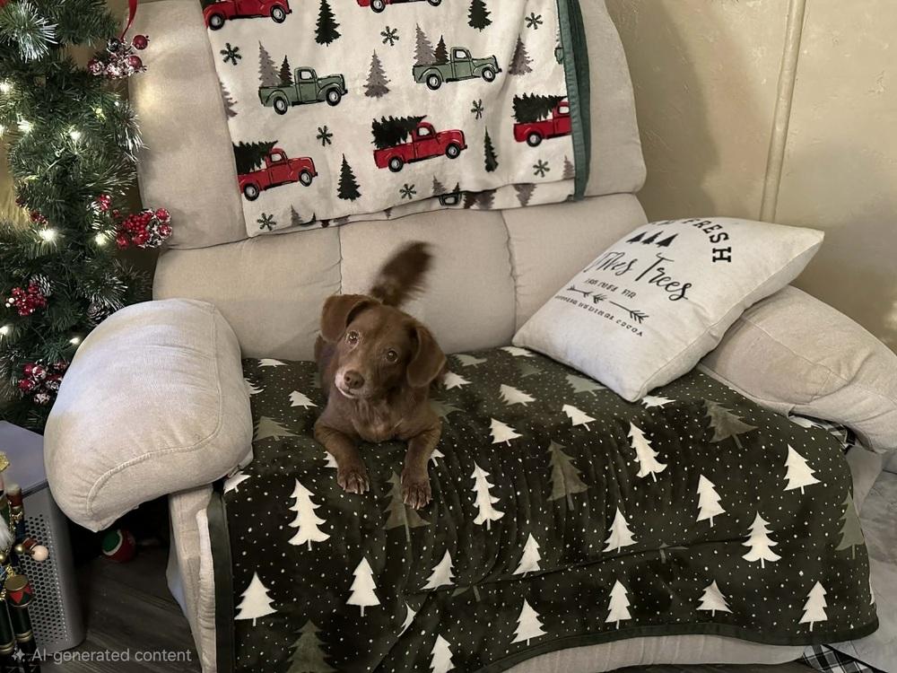 Enlarge Hazel, a Adoptable mixed breed in Bonifay, FL image 2/2