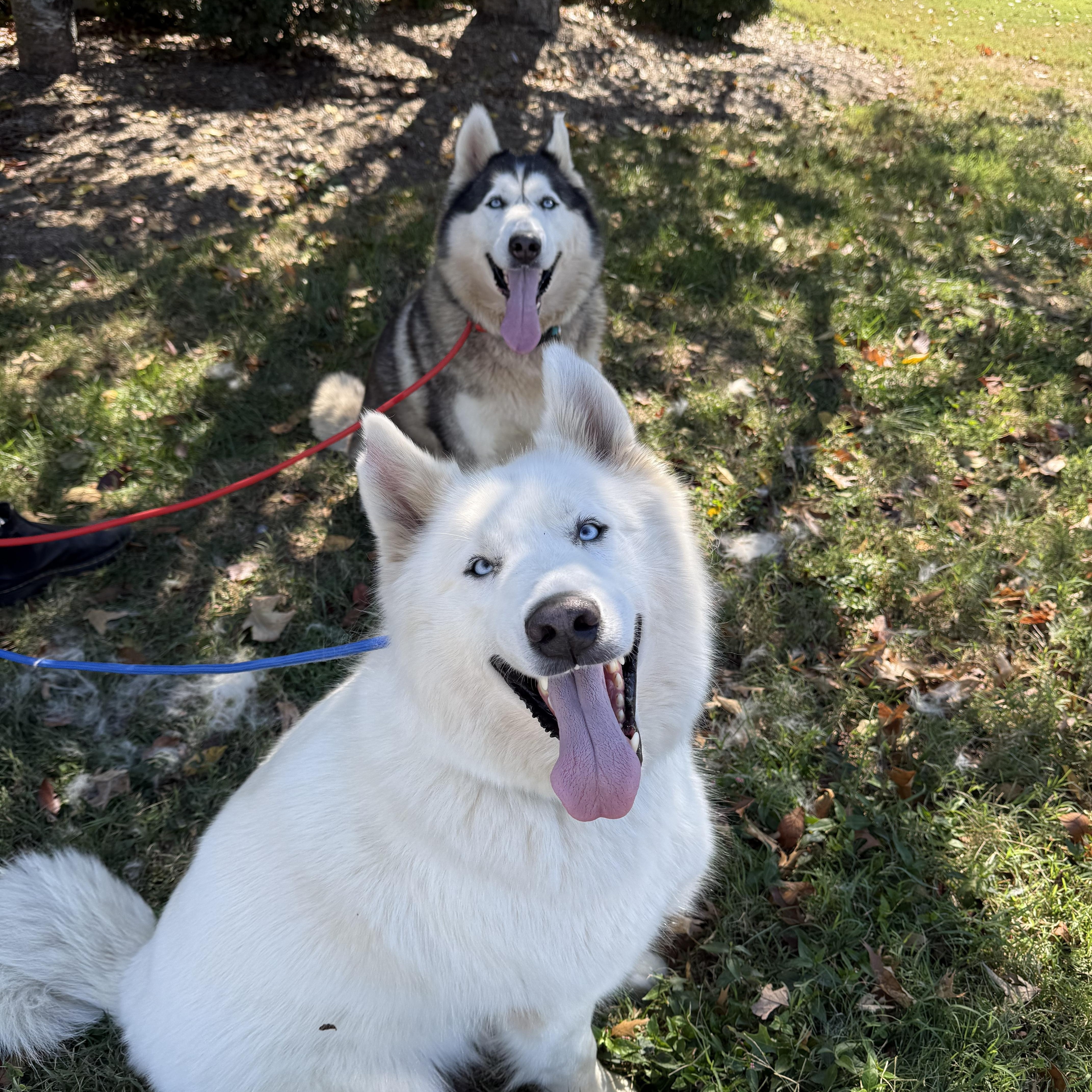 Enlarge Silver, a Adoptable Husky in Hendersonville, TN image 2/2