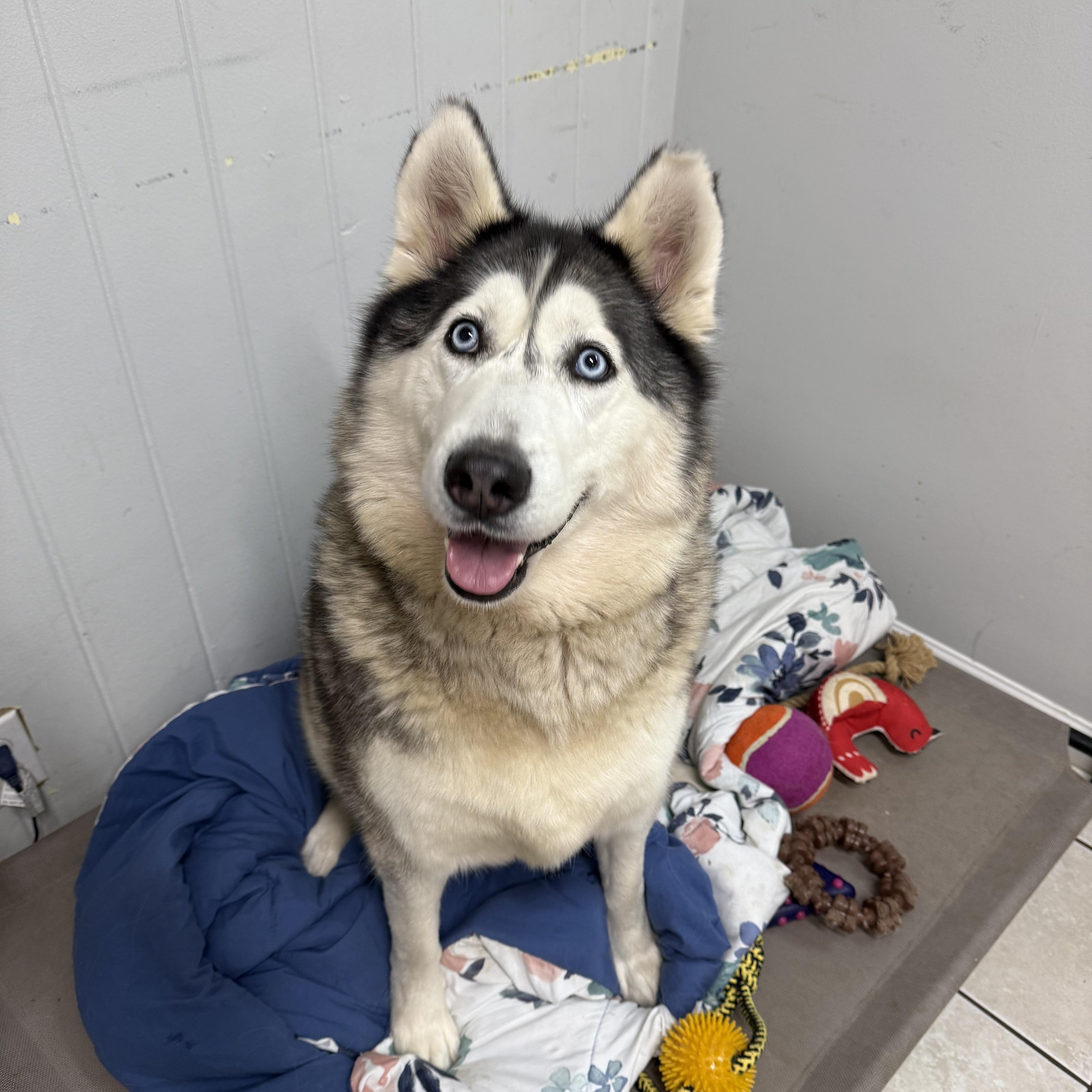Silver, Adoptable, Adult Female Husky.