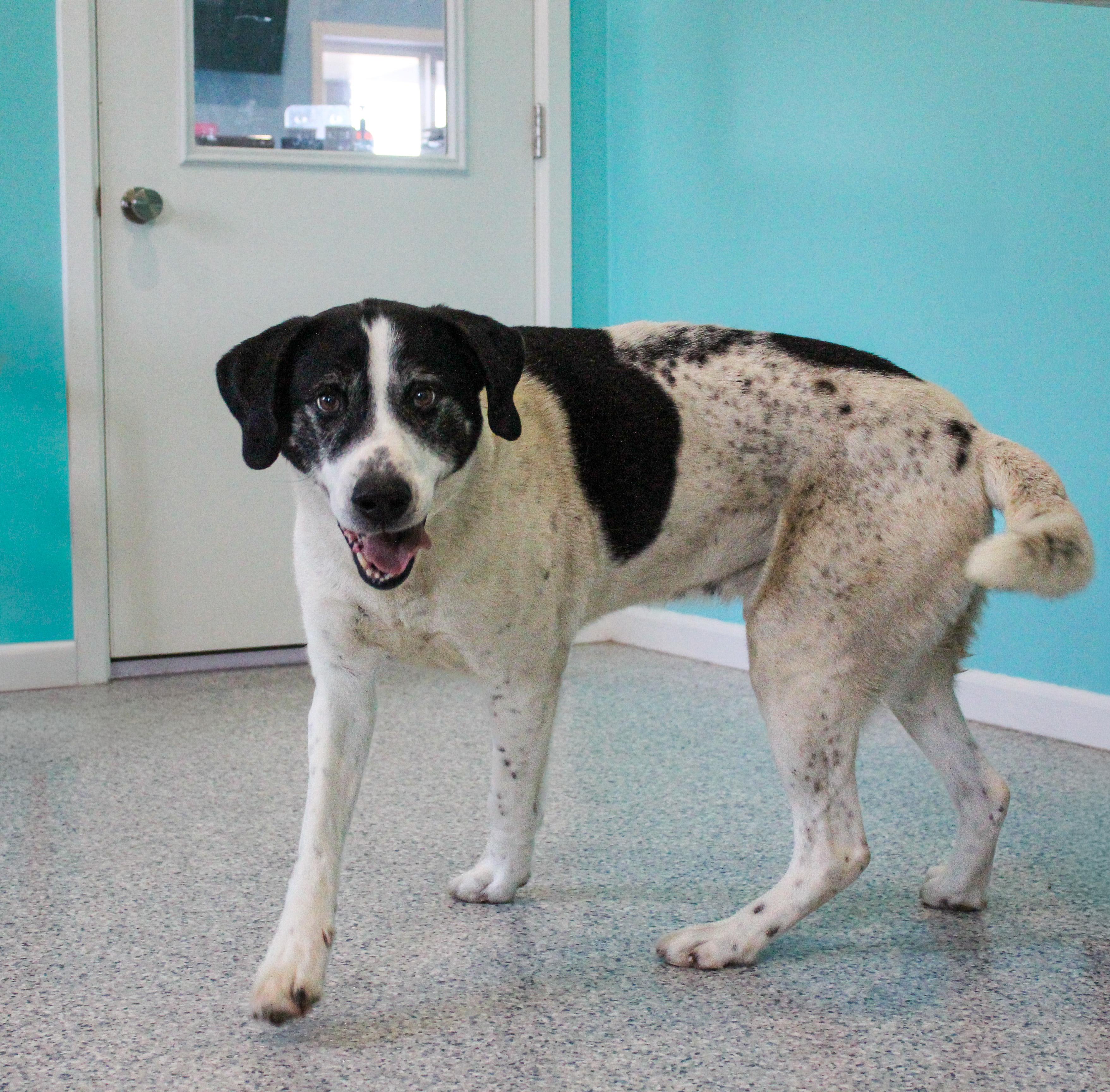 Major, adoptable, Adult Male Hound.