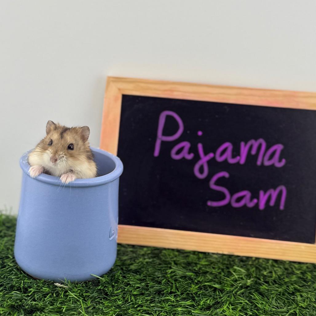 Enlarge Pajama Sam, a Adoptable Dwarf Hamster in Camarillo, CA image 1/1