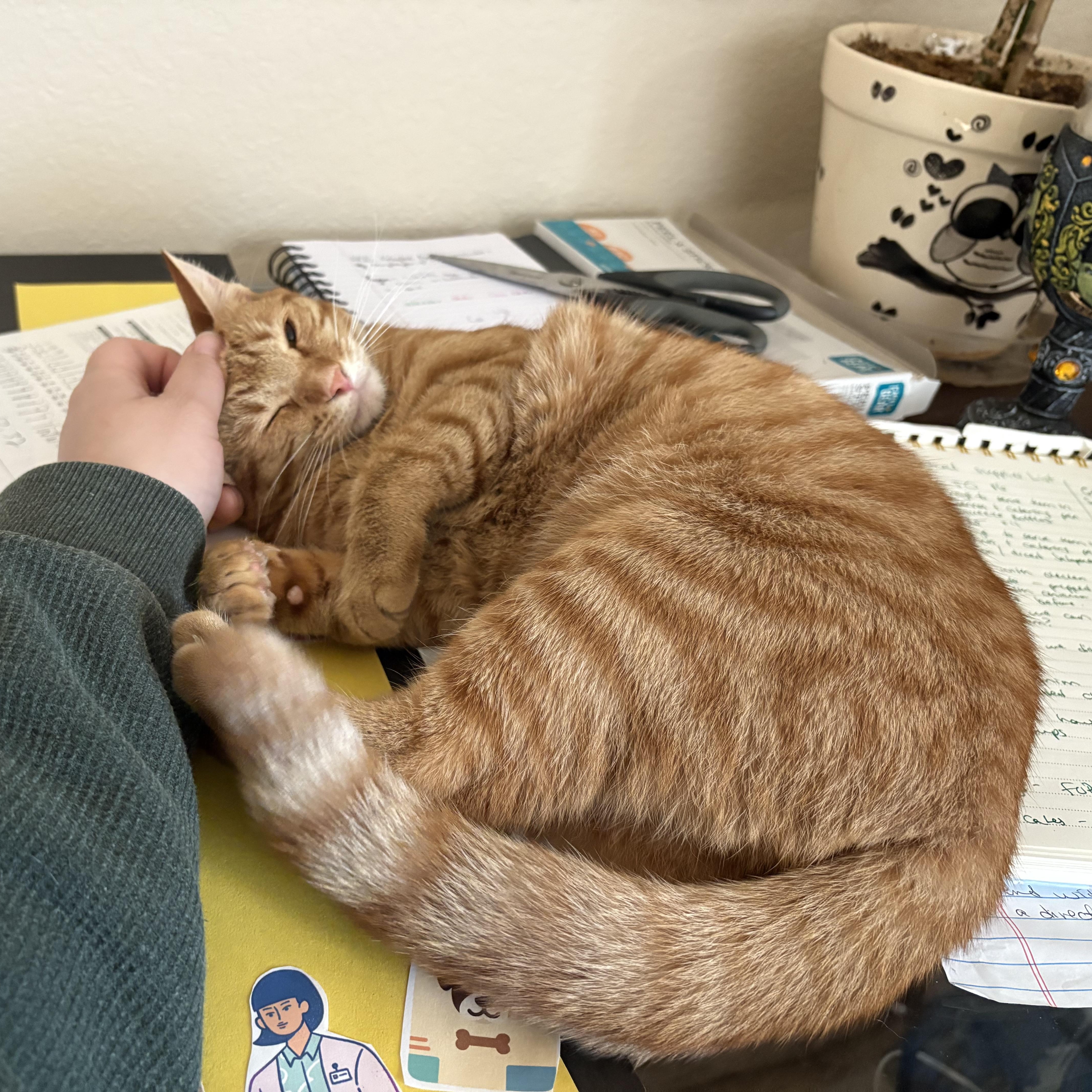 Enlarge Charly, an adoptable Domestic Short Hair in Colcord, OK image 2/5