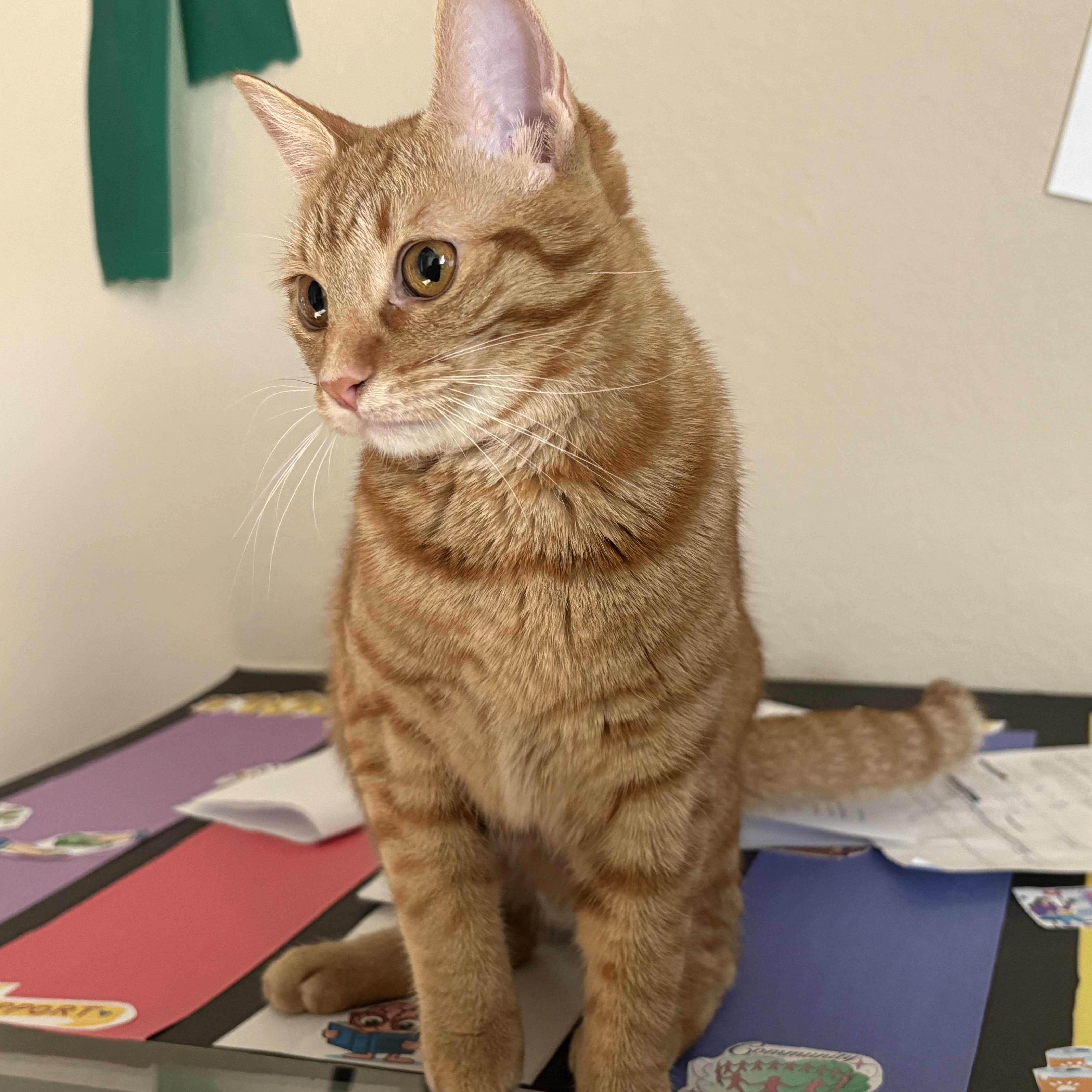 Enlarge Charly, an adoptable Domestic Short Hair in Colcord, OK image 5/5