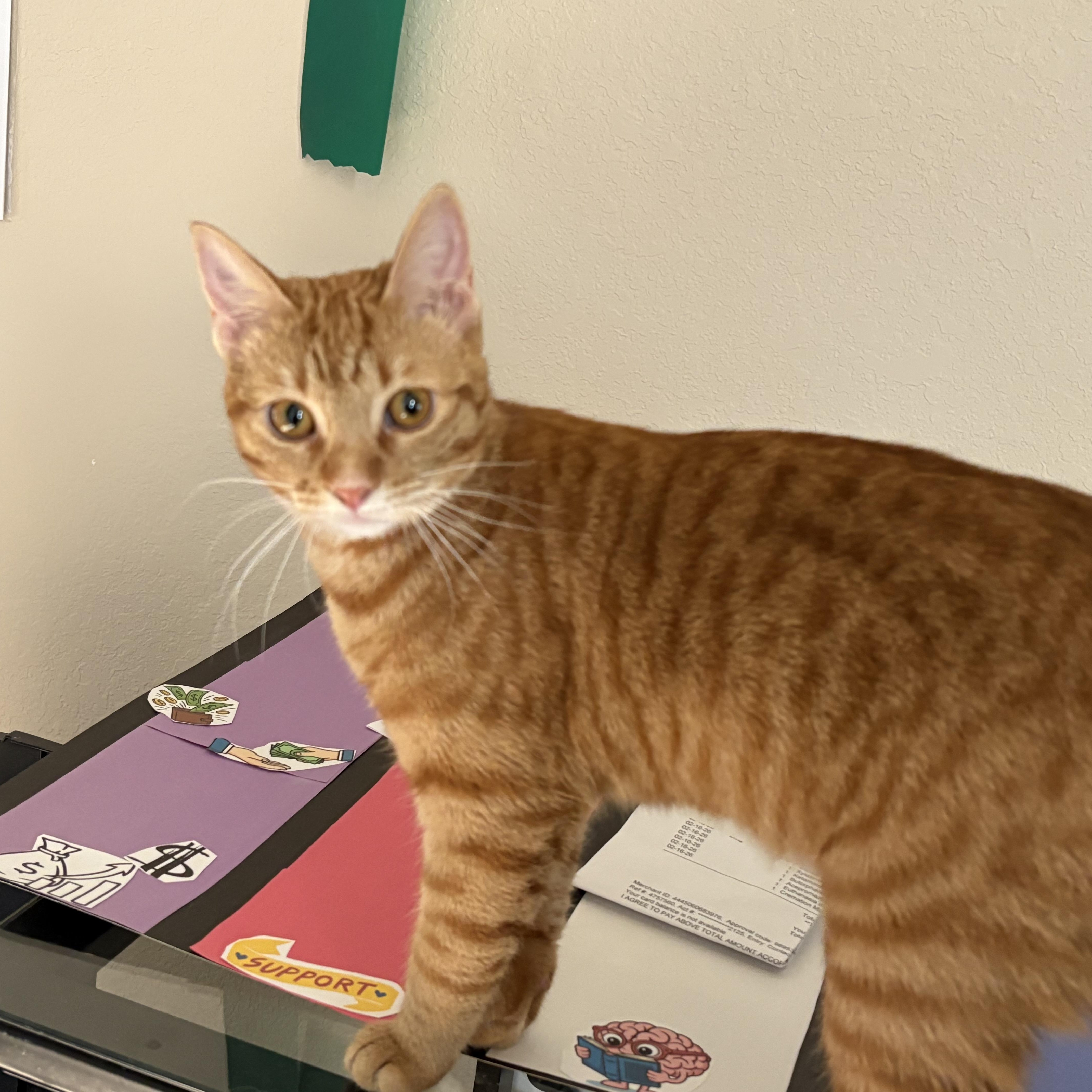 Enlarge Charly, an adoptable Domestic Short Hair in Colcord, OK image 4/5